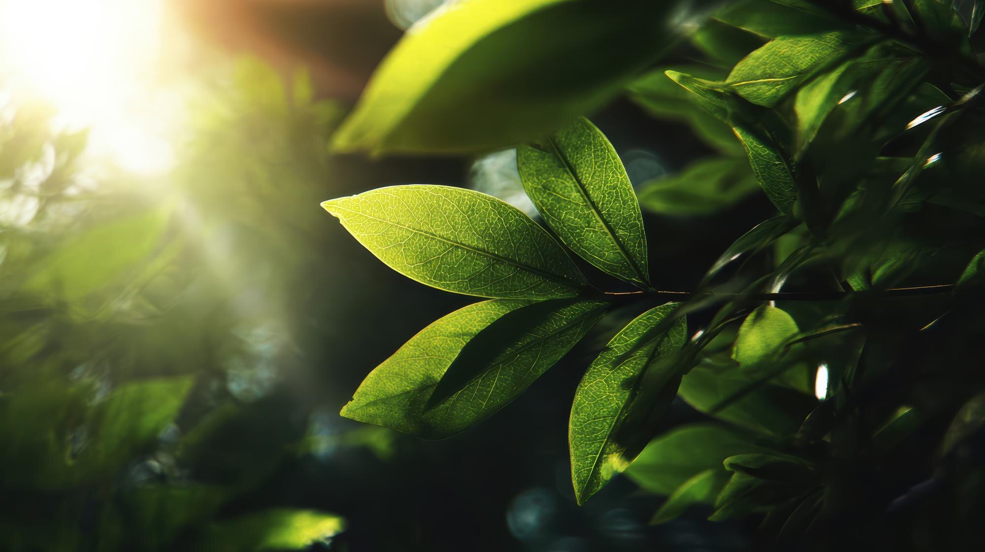 Luz natural filtrada a través de hojas verdes, representando el espectro de luz verde